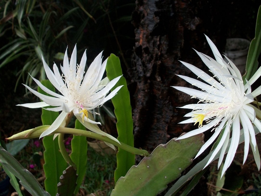 Night Blooming Cereus  - PublicDomainPictures / Pixabay