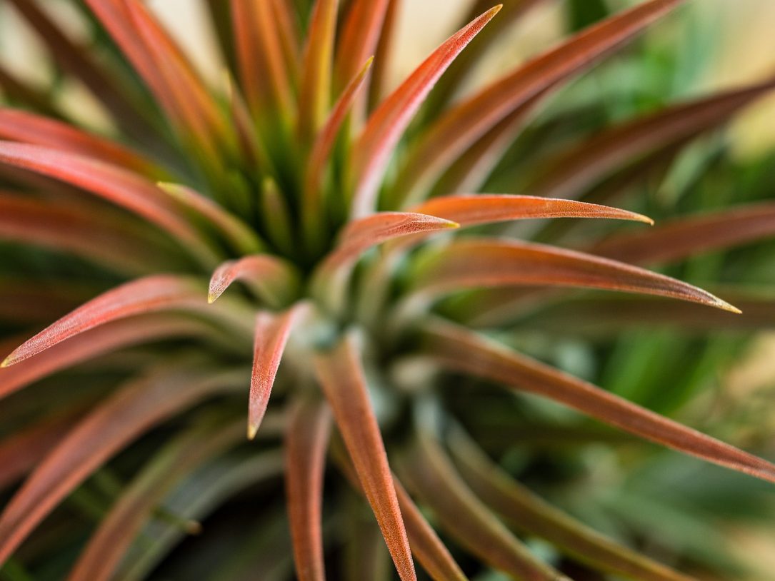 Plant Tilandsie Rosette Detail - martin_hetto / Pixabay