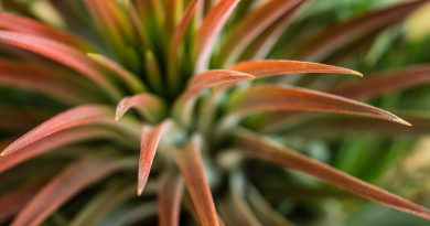 Plant Tilandsie Rosette Detail  - martin_hetto / Pixabay