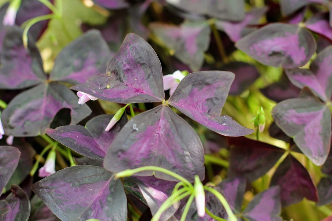 Triangular Clover Oxalis Triangularis - InstagramFOTOGRAFIN / Pixabay