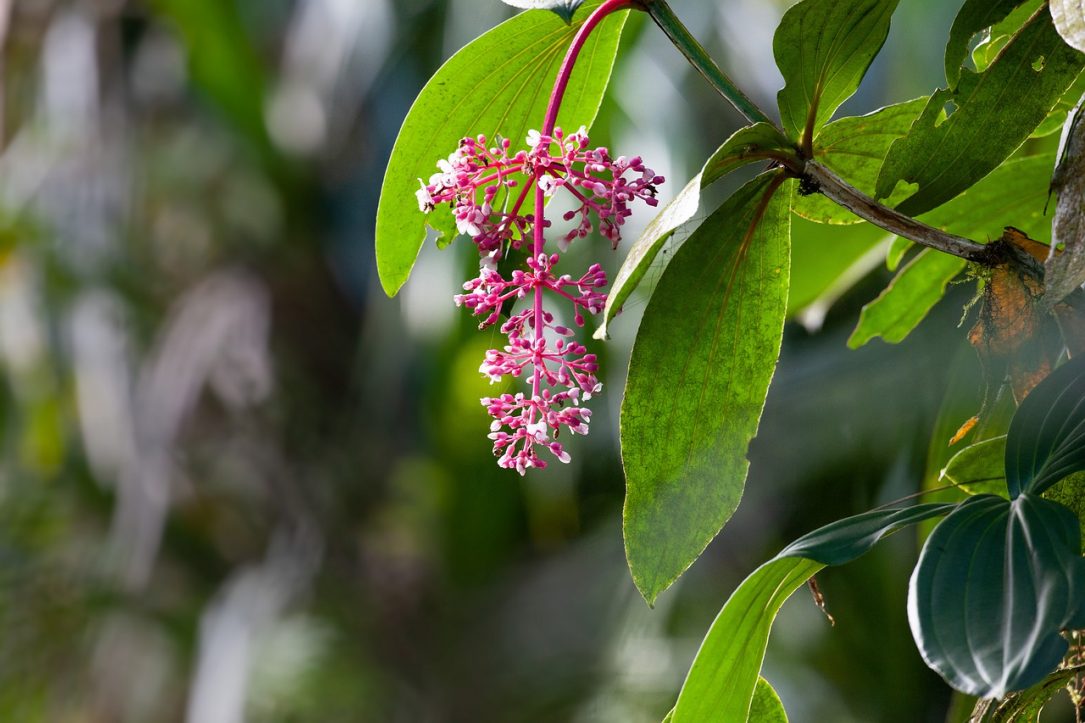 Tropical Plants Medinilla Speciosa - Kanenori / Pixabay