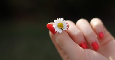 hand, daisy, flower