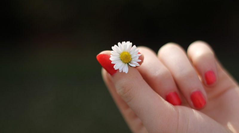 hand, daisy, flower