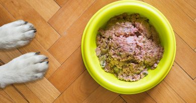 dog food, dog bowl, wet dog food